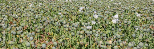 Canvastavla Harvest of opium from green poppy on the agriculture field rural Rajasthan India
