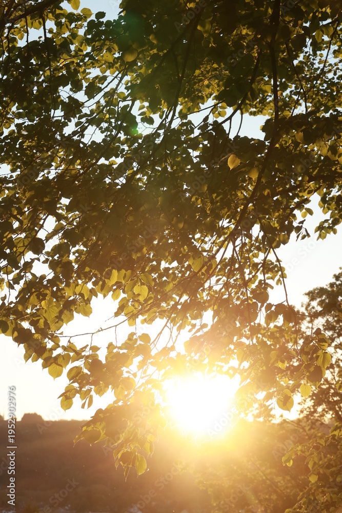 Fototapeta premium A tree with leaves is in the sun