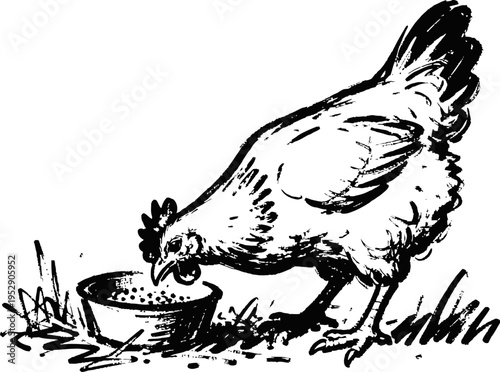 Hen eating from bowl black and white ink sketch of chicken feeding in grass