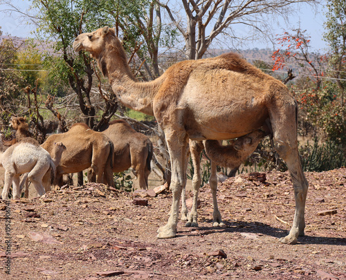 Camel Thar desert, Rajasthan, India. Camels, Camelus dromedarius, are large desert animals who carry tourists on their backs.