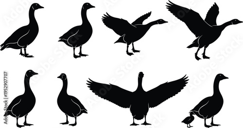 Collection of duck silhouette poses set including standing walking flying wings spread and duckling, black waterfowl vector illustration isolated on light background
