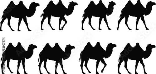 Camel silhouettes collection, desert animal vector set with walking poses, wildlife icons isolated, Arabian transport and safari design elements for projects