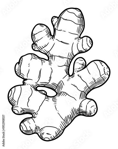 Ginger Root Hand Drawn Sketch Vector Illustration