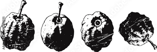 Four vintage botanical illustrations of bael fruit showing different angles and textures