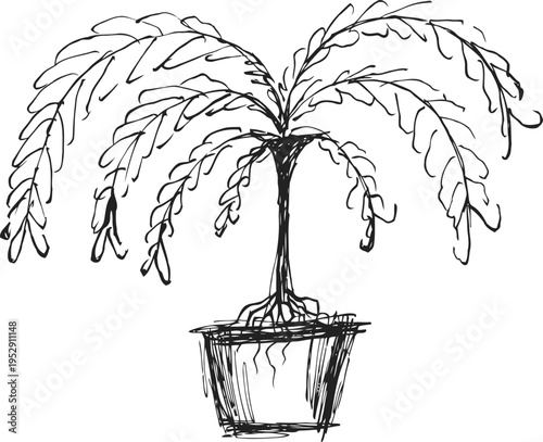 Sketch of a potted weeping willow tree with drooping branches and detailed leaves