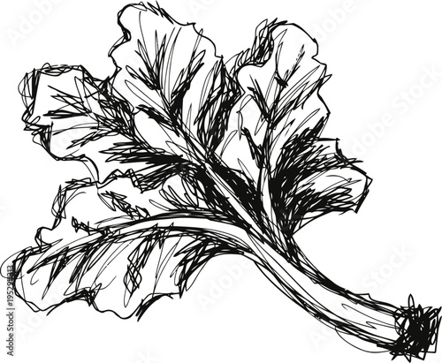 Hand drawn leafy kale sketch with textured lines and detailed veining on white background