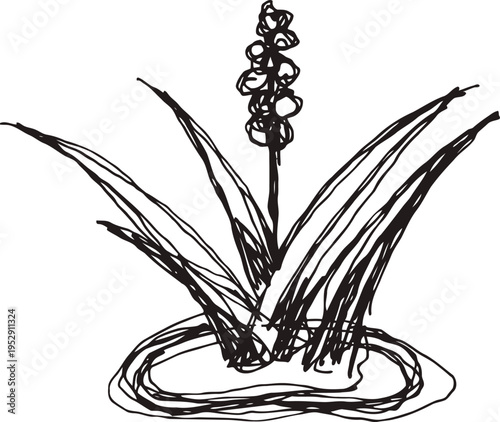 hand drawn sketch of a plant with long leaves and a tall flower stalk in a pond