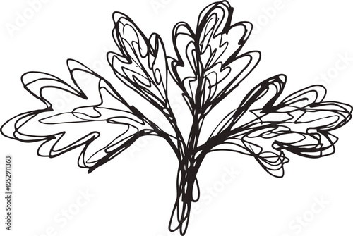 Herb sprig sketch drawing with detailed leaves, botanical outline illustration, vintage plant design