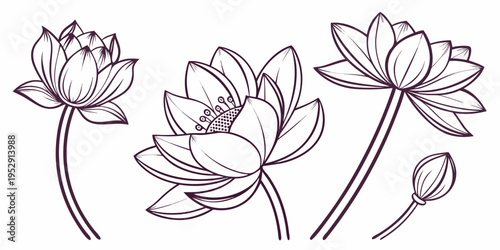 A delicate and serene illustration of blooming lotus flowers in monochrome