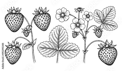 Vintage botanical strawberry plant illustration vector set with engraved fruit leaves and flowers black and white