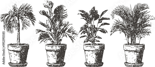 potted tropical plants set indoor greenery collection with palm and leafy foliage in ceramic containers