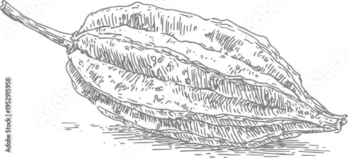 Hand drawn cocoa pod sketch detailed vintage botanical illustration of cacao fruit with textured lines and shading
