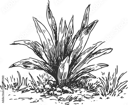 hand drawn agave plant with long pointed leaves surrounded by grass and rocks in natural soil