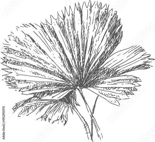detailed vintage palm leaf illustration botanical drawing of tropical fan shaped leaf with intricate line art and texture