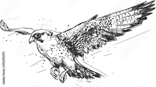 Detailed black and white falcon drawing in flight with outstretched wings and sharp gaze