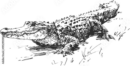 Black and white illustration of an alligator resting on the ground with detailed scales and textured skin