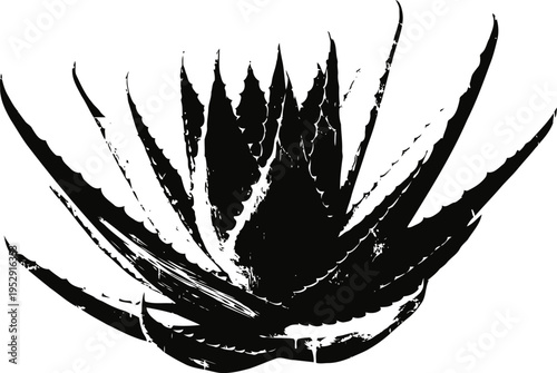 Black and white silhouette of spiky agave plant with sharp pointed leaves isolated on white background