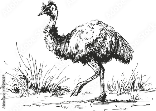 Emu bird walking in grass large flightless bird with long legs and feathered body in natural habitat detailed sketch