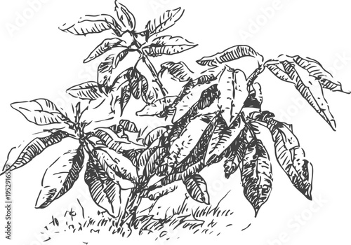 cacao plant with large leaves and pods growing on branches in a detailed botanical sketch