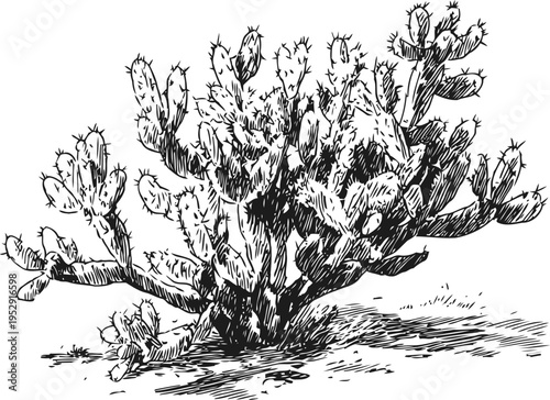 Prickly pear cactus detailed ink drawing desert plant with spines and pads botanical illustration in black and white