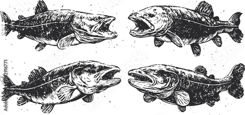 Detailed hand drawn salmon fish illustrations with open mouths, aquatic wildlife sketches, vintage sea life art