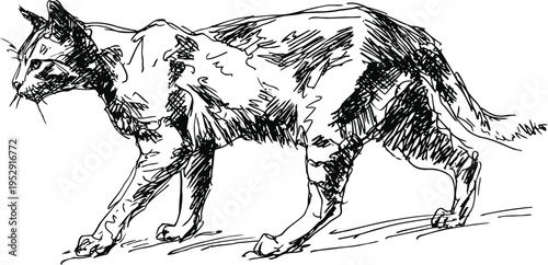 siamese cat walking sketch feline side view illustration with detailed fur marks and graceful posture