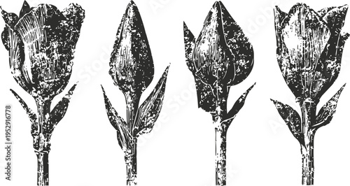Vintage botanical illustration of tulip flowers with leaves and stems in various growth stages