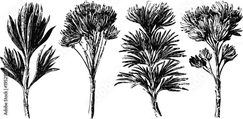 black and white vintage botanical illustrations of various herbs and plants branches with leaves