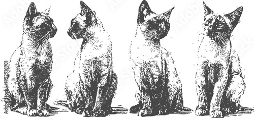 Four curious cats sitting side by side, looking in different directions, black and white illustration