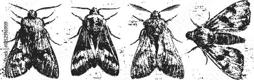 four detailed black and white moth illustrations showing different wing patterns and positions