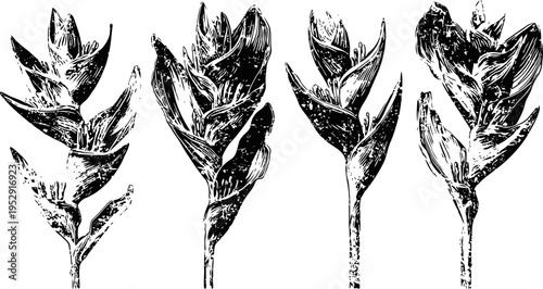 vintage botanical illustration of four heliconia flower stems in black and white line art
