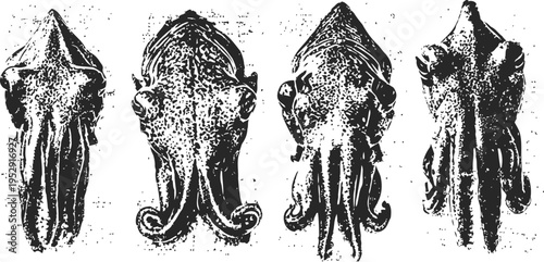 Vintage squid illustrations with detailed anatomical views in black and white engraving