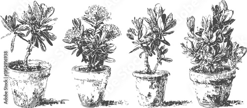 four potted plants with various leaves and flowers in simple clay pots botanical home decoration and gardening concept