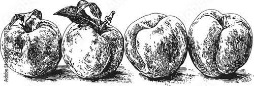 Four hand drawn apples with leaves, detailed vintage black ink illustration of fresh fruit