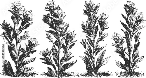 Vintage botanical illustration of artemisia plants with detailed foliage and flowers in black ink