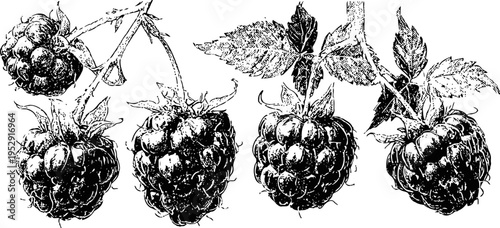 Black and white hand drawn illustration of ripe raspberries with leaves on branch