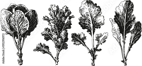 fresh leafy greens set variety of lettuce and salad leaves with detailed texture and shape