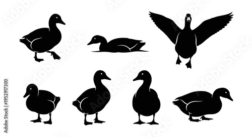 Set of Duck Silhouettes: Various Poses - Standing, Swimming, Flying