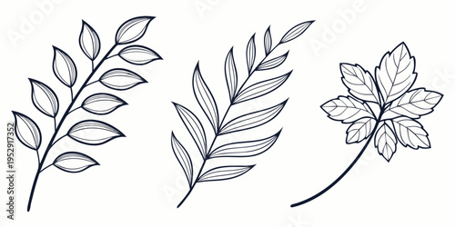 Detailed line drawings of three different types of leaves