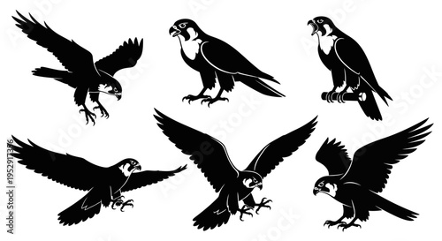 Set of Falcon Silhouettes in Flight and Perched, Dynamic Poses