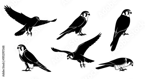 Set of Falcon Silhouettes in Various Poses - Flying, Perched, Hunting