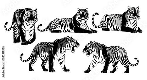 Set of Five Tiger Poses, Black and White Illustration