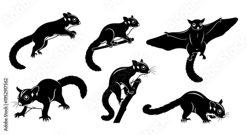 Set of Flying Squirrels Silhouettes in Various Poses - Black and White Vector Illustration