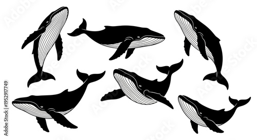 Set of Humpback Whales Illustration, Black and White Sketch Style, Marine Life
