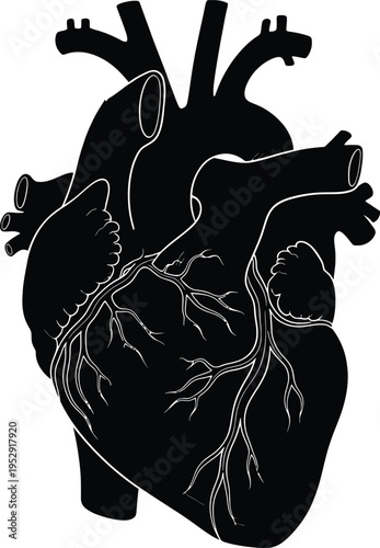 Anatomical illustration of the human heart with major blood vessels Vector