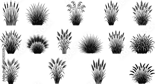 Grass and reeds silhouette collection isolated on white background, wild plants set, botanical nature elements, meadow vegetation, decorative landscape design vector bundle
