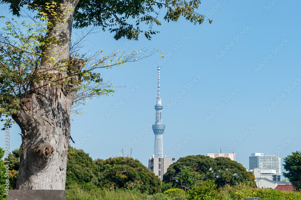 Obraz premium 新緑の木と東京スカイツリーの風景