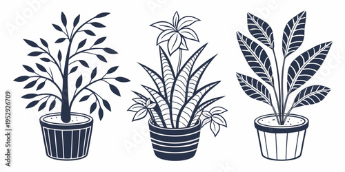 Three distinct potted plants showcasing different leaf patterns and growth habits.