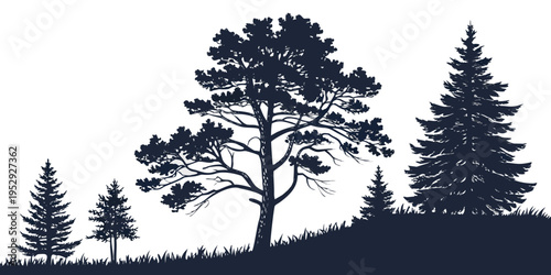 Silhouette of tall trees on a hillside during sunset or sunrise