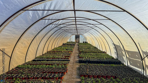 Sunlit polytunnel greenhouse interior with orderly seedling trays and warm morning light, ideal for agriculture editorial, nursery marketing, sustainability blogs and social media